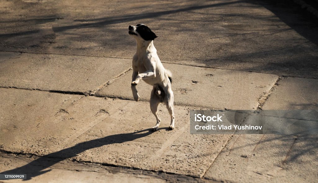 Dog Jumping Funny Animal Poses Photo In Motion Stock Photo - Download Image Now - Activity, Adventure, Agricultural Field - iStock Dog Jumping Funny Animal Poses Photo In Motion Stock Photo - Download Image Now - Activity, Adventure, Agricultural Field - iStock