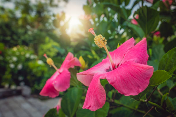 Chinese rose flower also called hibiscus rosa blooming in summer in the Yangshuo area, Guangxi Province, China