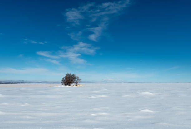 istock Lonely Bushes in a Cold Snowy Pasture 1211011741