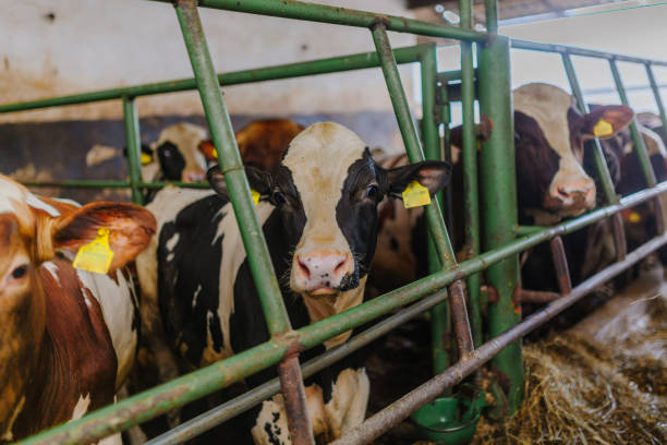 istock cows grazing in stable beef production 1211011866
