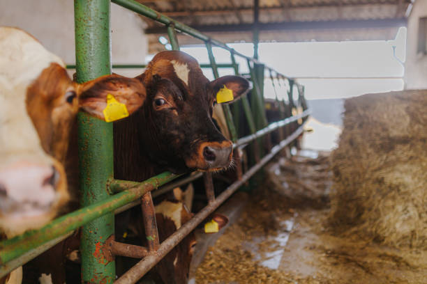 istock cows grazing in stable beef production 1211011875