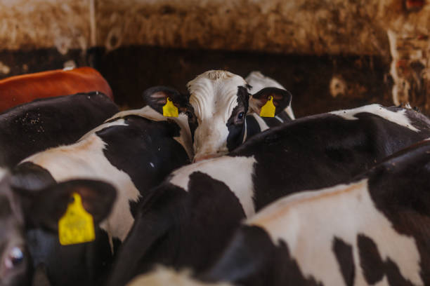istock cows grazing in stable beef production 1211011906