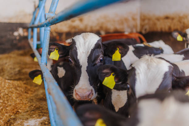 istock cows grazing in stable beef production 1211011916