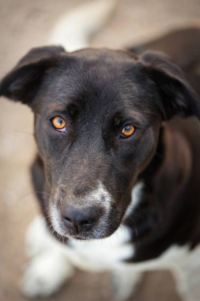istock Dog portrait looking, Essaouira, Morocco 1211013161