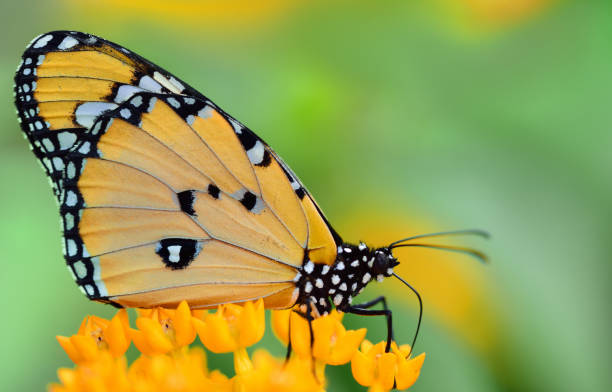 крупным планом яркая тропическая бабочка, danaus chrysippus, сидящая на желтых цветах на зеленом фоне - tiger beauty in nature insects nature стоковые фото и изображения