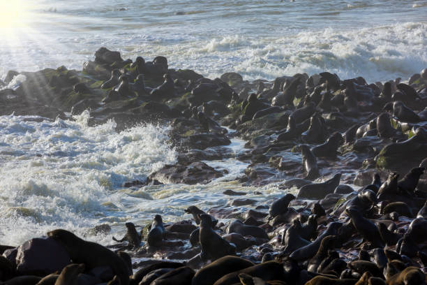 Cape Cross is the largest South African fur seal rookery in the world. Coast of the Atlantic ocean.\nAfrica. Namibian Nature Reserve. Sunny windy day. The concept of ecological, exotic and photo tourism