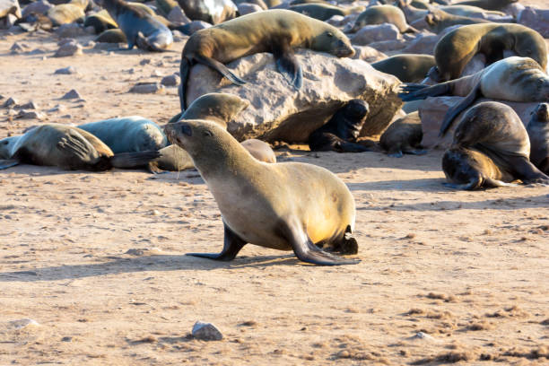 istock The largest South African fur seal rookery 1211016091