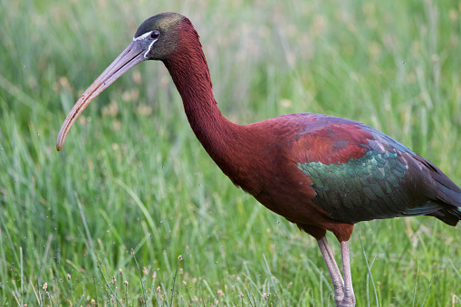 Close-up of glossy ibis