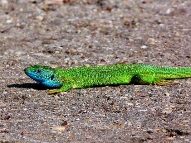 istock Green and blue male European lizard. Lacerta Viridis 1211018906