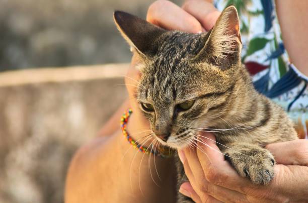 istock Young stray brown tabby cat being petted while held in arms by a woman. 1211019135