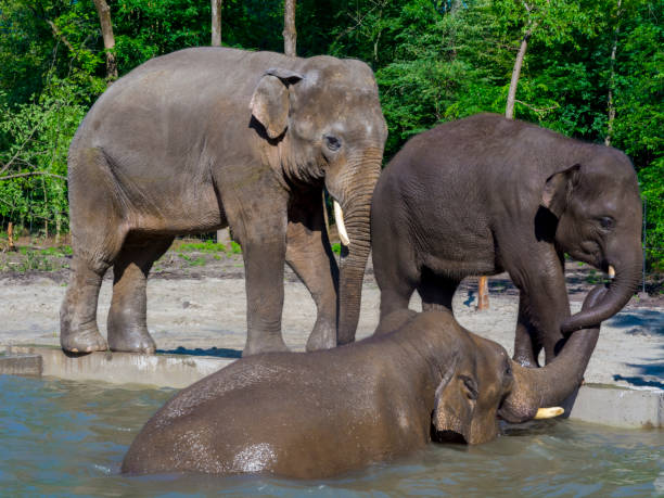 istock Young Asian elephant bulls in a foresty enclosure 1211019721