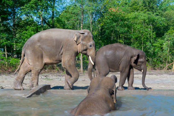 istock Young Asian elephant bulls in a foresty enclosure 1211020077