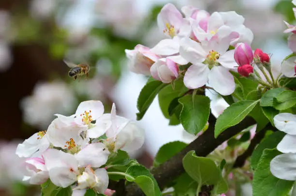 Photo of Apple blossoms with a bee - The cultivated apple is a well-known species from the apple family in the rose family. It is an economically very important type of fruit. The fruit of the apple tree is called apple.