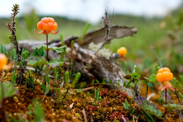 istock Cloudberry growning on swamp closeup in summer 1211023638