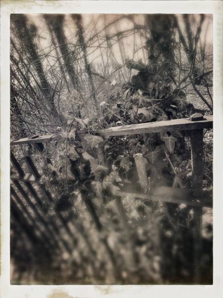 istock Vintage Looking Gnarly Dead Under Growth in A Brooklyn Park 1211024947