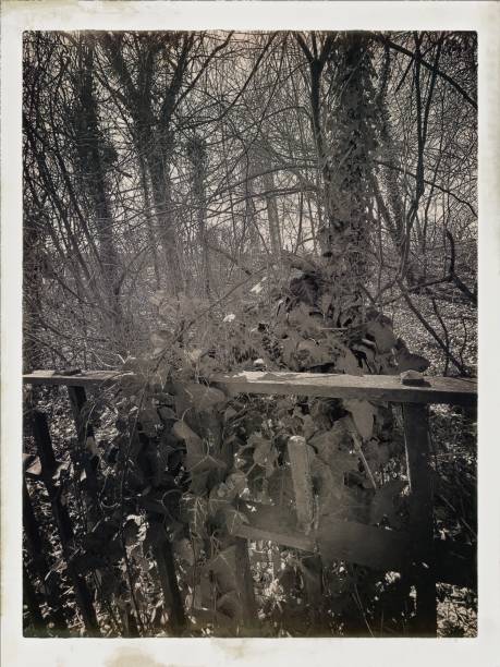 istock Vintage Looking Gnarly Dead Under Growth in A Brooklyn Park 1211024954