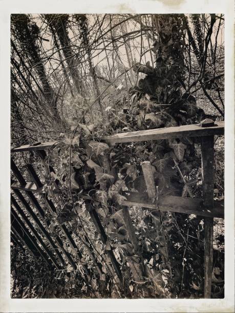 istock Vintage Looking Gnarly Dead Under Growth in A Brooklyn Park 1211024957