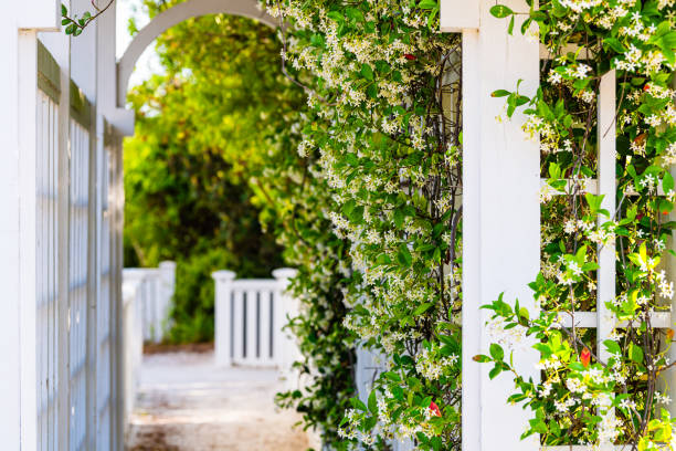 giardino estivo clematis pianta di vite fiori al di fuori del giardinaggio con tunnel percorso arco - fence formal garden gardening ornamental garden foto e immagini stock