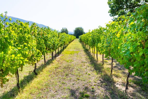 Photo of Grechetto grapes hanging grapevine bunch grown for wine in Assisi, Umbria, Italy vineyard winery on sunny summer day with landscape view of rolling hills