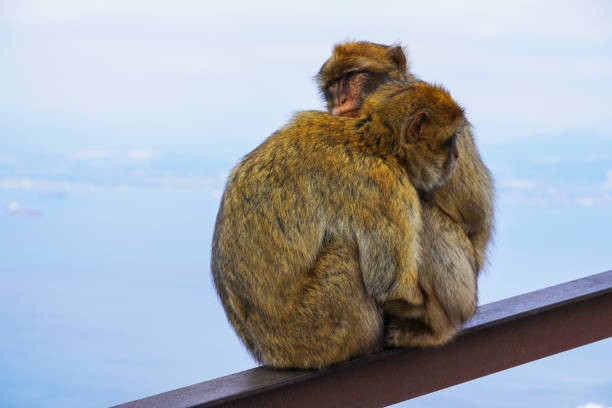 Barbary macaque in Gibraltar, UK.