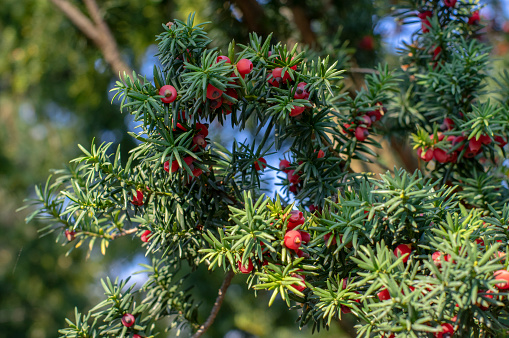 European yew Taxus baccata is ornamental park conifer shrub with poisonous and bitter red ripened berry fruits in autumn time