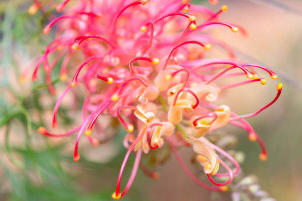 istock Macro Red Bottle Brush flower bloom, Myrtaceae, beautiful nature background with copy space 1211029283
