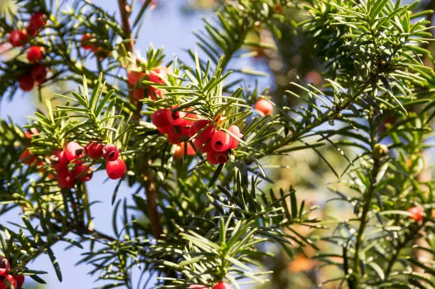 European yew Taxus baccata is ornamental park conifer shrub with poisonous and bitter red ripened berry fruits in autumn time