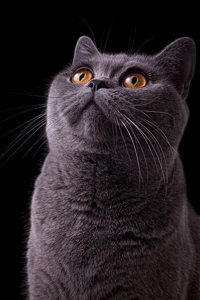 istock gray british cat with dark yellow eyes 121103127