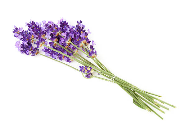 istock Bunch of picked lavender 121103262