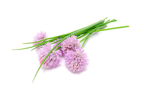 Chives and Chive Flowers Chives and chive flowers isolated on a white background chives allium schoenoprasum purple flowers and leaves stock pictures, royalty-free photos & images