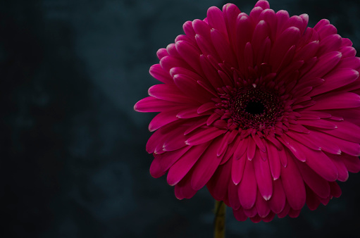 Gerber daisy on the dark background. Pink flower closeup. Bright fresh nature flower.