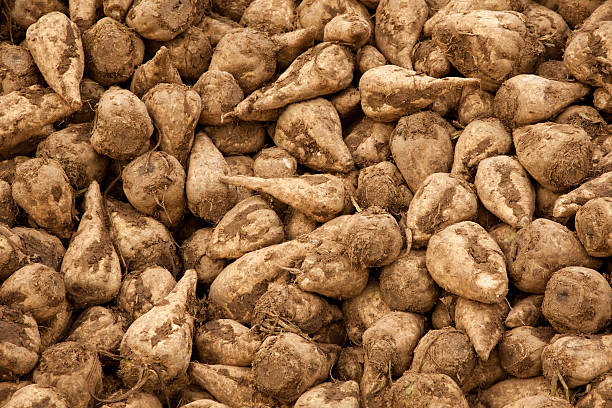 A close-up of a group of sugar beets Pile of sugar beets beta vulgaris stock pictures, royalty-free photos & images