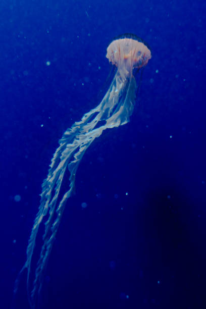istock Pacific sea nettle in the deep blue water 1211036199