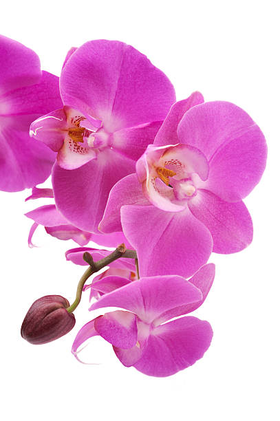 istock Pink orchid (Phalaenopsis) flowers, isolated, white background 121103639