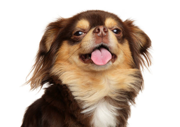 primer plano de un perro chihuahua de pelo largo - chihuahua dog pets yawning fotografías e imágenes de stock