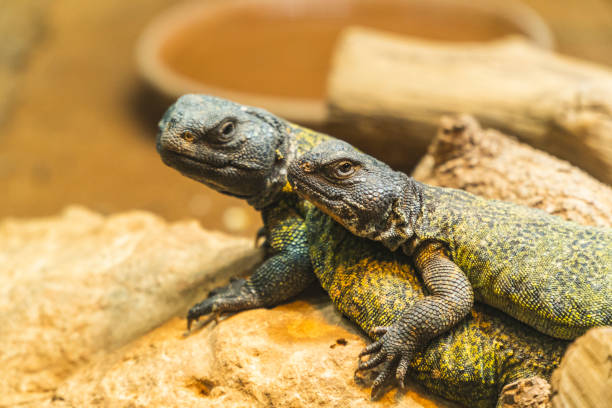 istock close up view of The genus Agama - Rabat , Morocco 1211040409