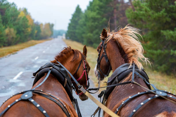 istock View from wagon of two horses in rig 1211042076