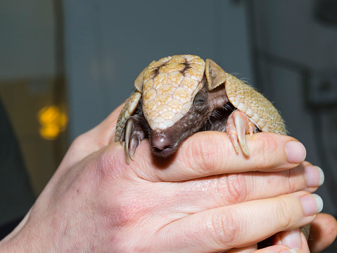 Young southern three-banded armadillo Tolypeutes matacus in hand