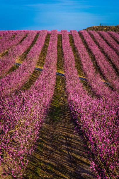 istock Long row of flowering trees 1211043006