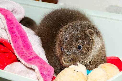 Orphaned European otter baby in a tub in a wildlife rescue center Lutra Lutra
