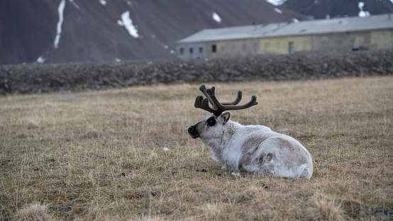 Wild Reindeer Eating Grass and Flowers