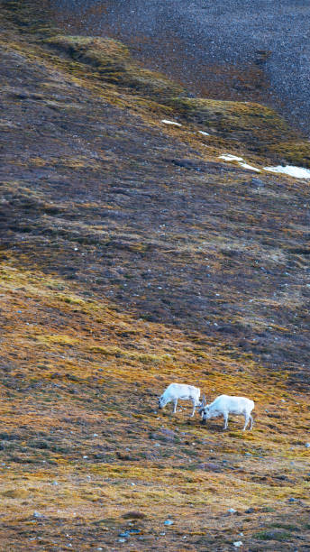 istock Wild Reindeer Eating Grass and Flowers 1211043719