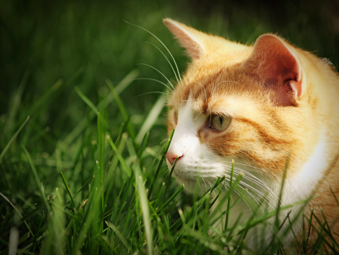 a profile view of an orange cat relaxing in the grass on a sunny day. 
