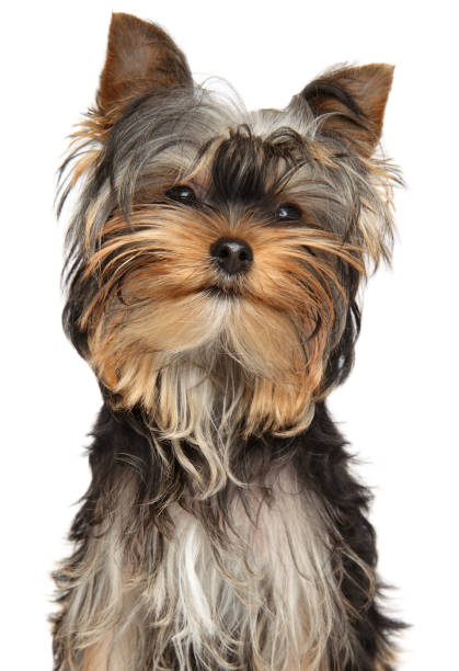istock Yorkshire terrier puppy looking at the camera 1211045071