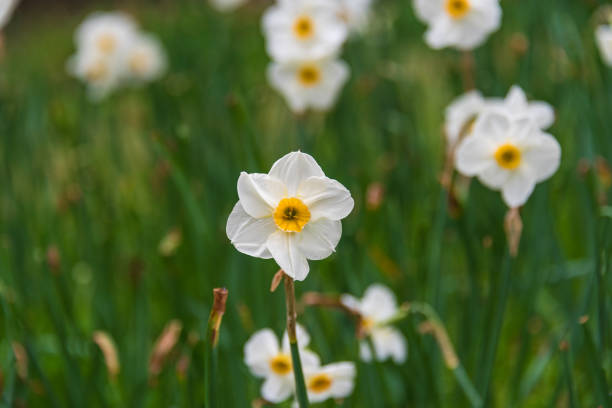 istock Daffodil narcissus flowers. Spring wildflower floral background 1211045596