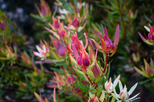 Leucadendron plant branch close up with colorful bracts. Fynbos ecoregion