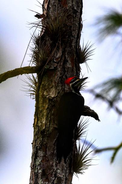 istock Life in the Everglades day and night 1211051139