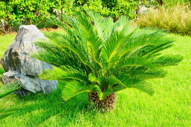 istock Encephalartos longifolius palm in park 1211054421