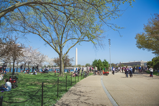 Washington, DC/USA - April 13, 2015: Tourists walking the path along the Tidal Basin in Washington, DC with cherry blossom trees in full bloom