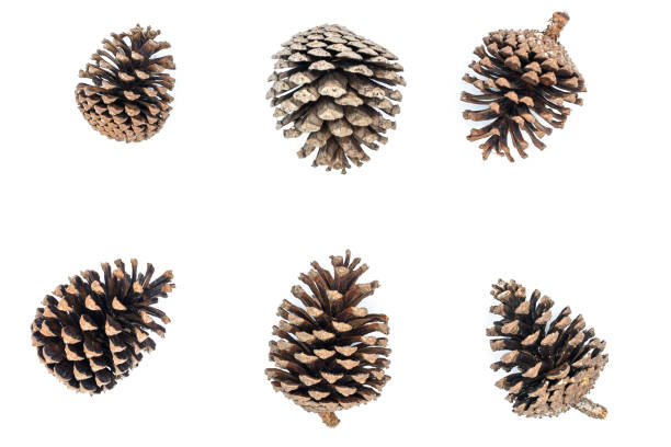 istock Group of pine cones isolated on white background. 1211056237